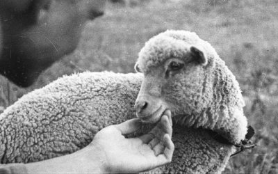 Dolly the Sheep and the Human Cloning Debate - 20 Years Later